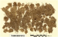 藏品(泥炭苔屬、小葉泥炭苔)的圖片